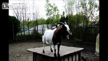 A goat headbutts a soccer ball like a proâ¦