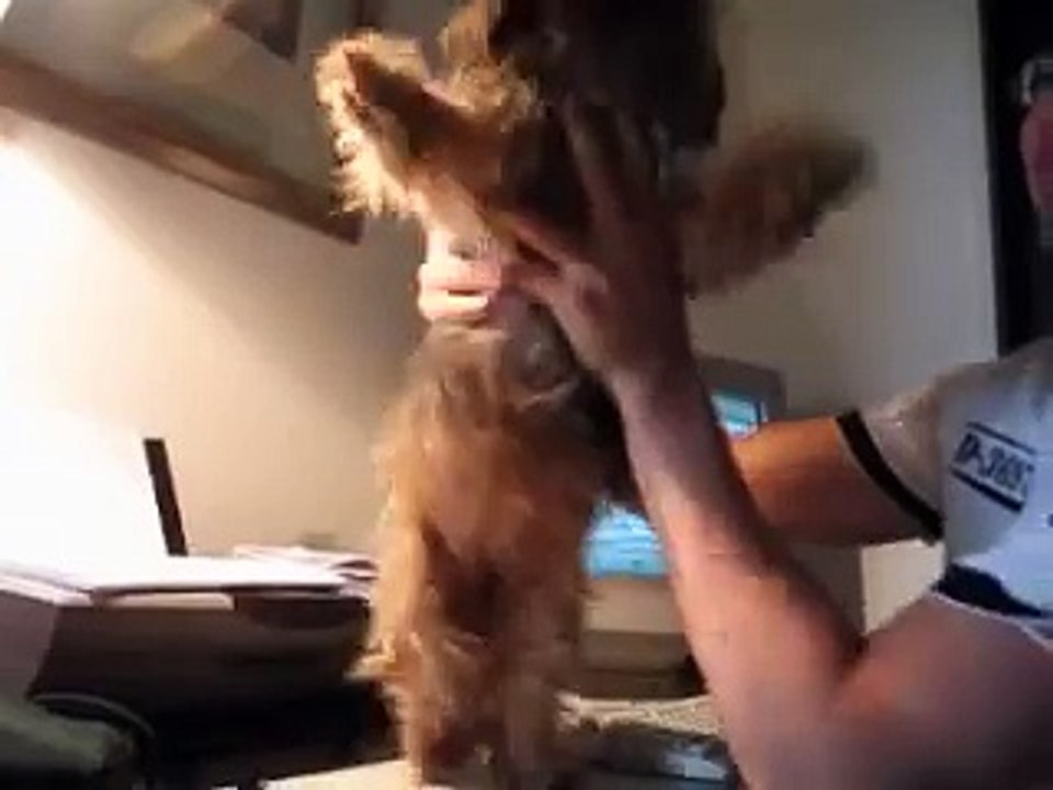 dancing dog torture