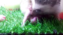 Hedgehog giving birth