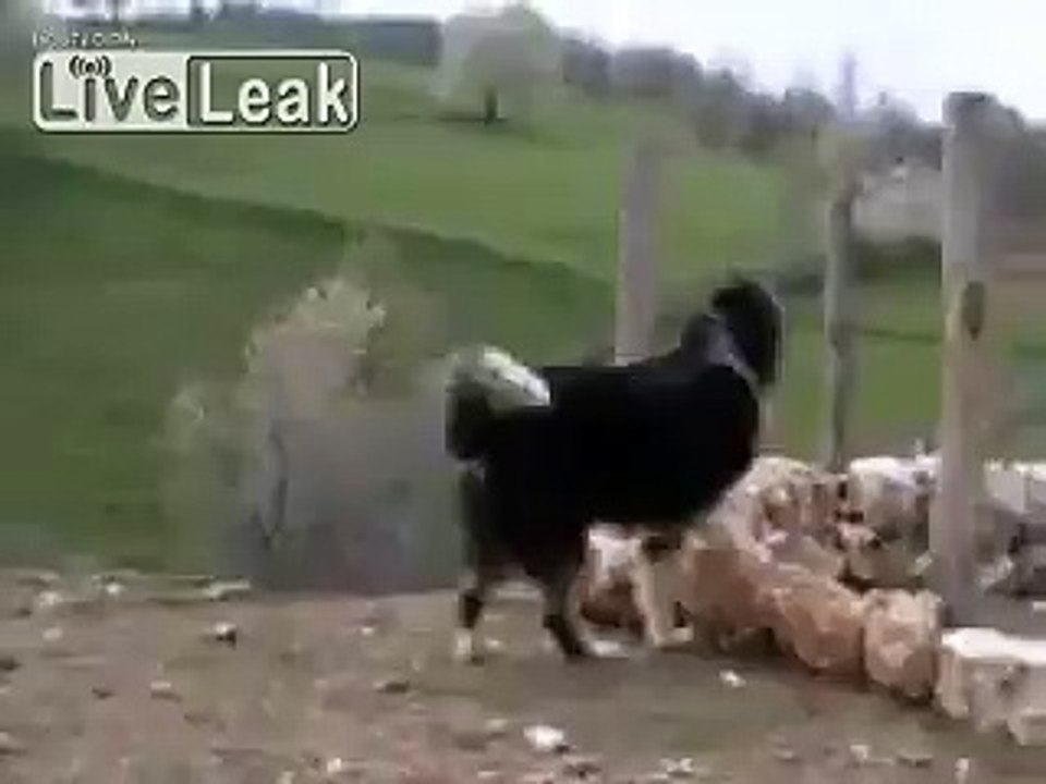 Serbian Sheepdog vs. Wolf