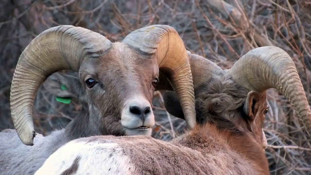 Waterton Canyon Bighorn Rams