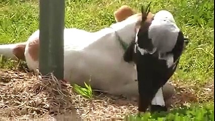 I think this magpie has forgotten it's a bird Best Funny Videos