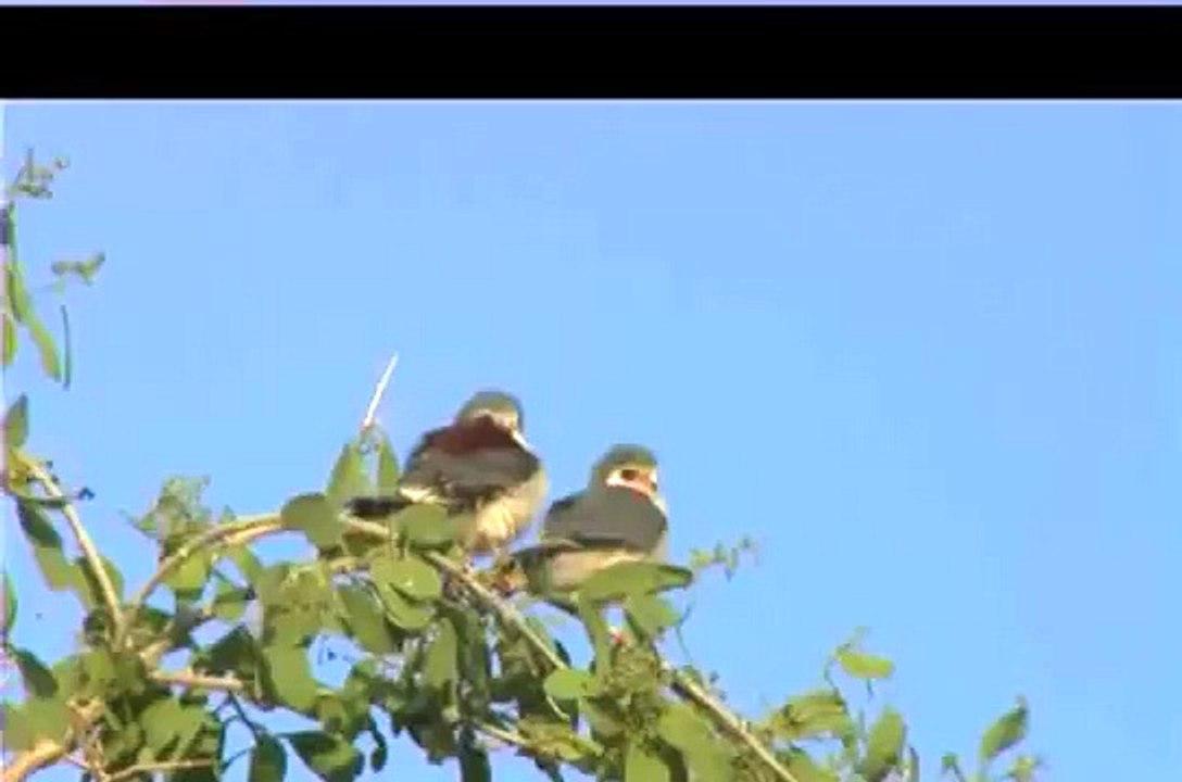 Viaje a Kenya. Parques Naturales del Valle del Rift Septiembre 2.008