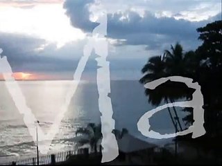 Manatíes Puerto Rico