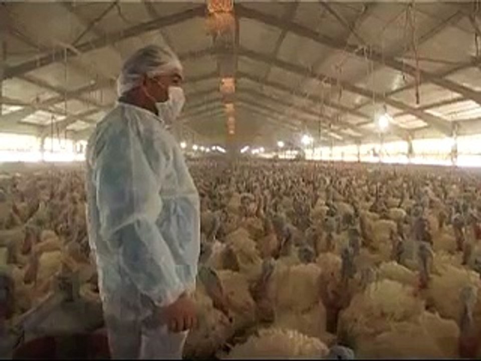 Turkey Jihad - The Gobbling Army