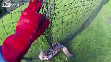 MAN saves BABY FOX  trapped in net = narrates the situation =