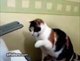 Cat vs Printer - The Translation
