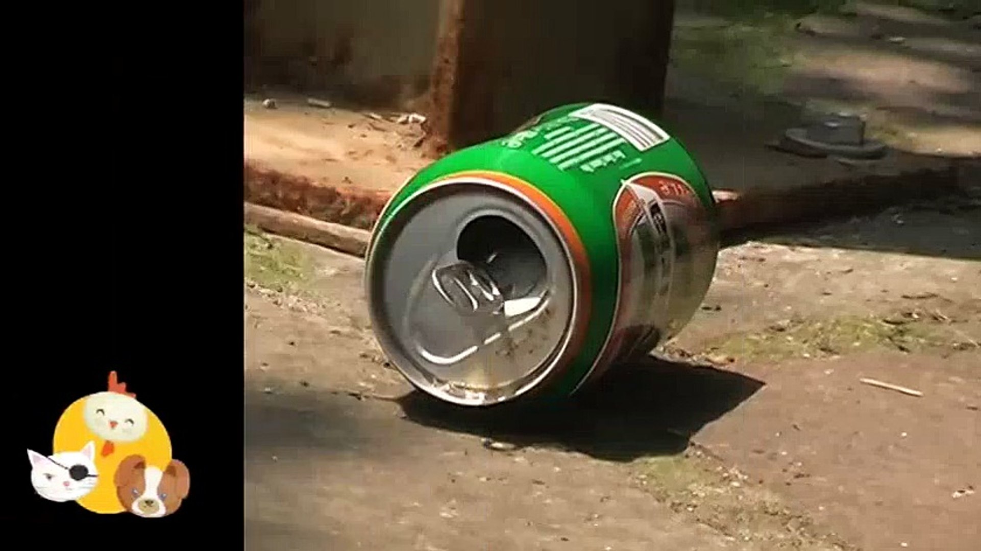 Drunk Cat (Funny Cats)