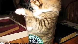 Very Funny Cats 23