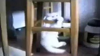 Funny Cats 4