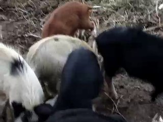 Madeira: Porcos da Serra (Queimadas Santana)