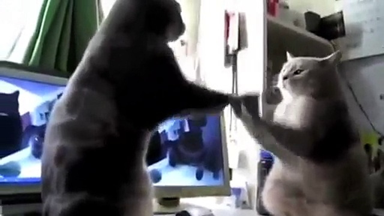Talking Cats Play Pattycake