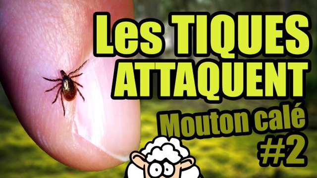Les TIQUES ATTAQUENT - Mouton calé #2