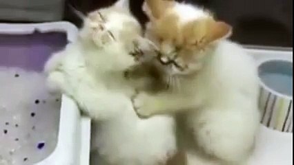 Soo Cute!!! Watch Romance Between Two Cats So Beautiful