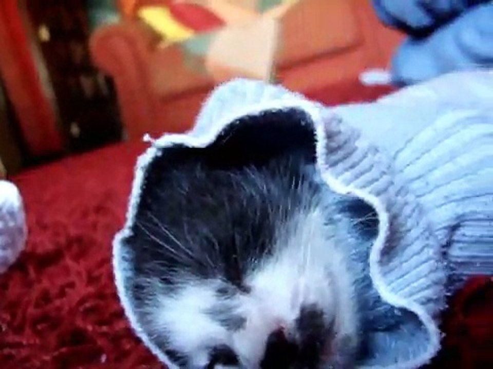 Gatinho preguiçoso