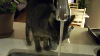 Cat Shower 2 (Woody Style, very funny and cute)　修行猫ウッディーのシャワー2