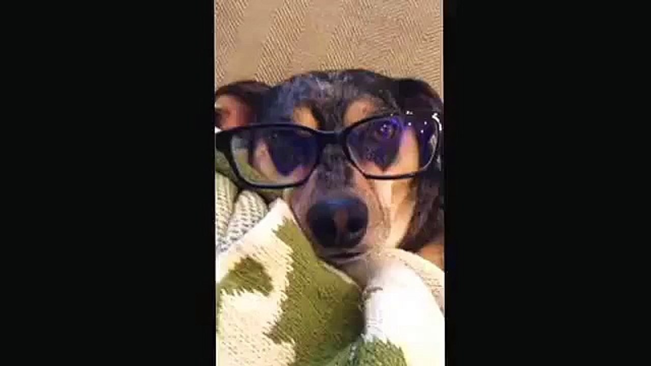 Funny dog with bifocals
