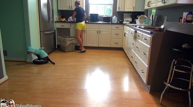 Cat Wearing A Shark Costume Cleans The Kitchen On A Roomba. Shark Week. #SharkCat cleaning Kitchen!