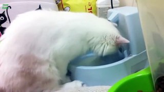 Funny Cats Love Water Compilation 2013 [HD]