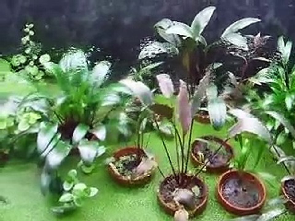 Cryptocoryne Emersed setup
