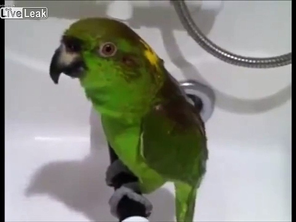 Parrot Singing Opera In The Shower video Dailymotion