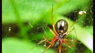 Bizarre spider behaviour