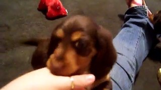 Playful Dachshund Puppies