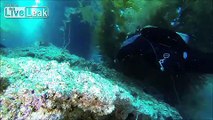 Diving With Bat Rays Off Catalina Island - July 2014