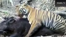 Best Wild Animals Fights 2014   Tiger Cub Attacks Huge Wild Boar Animals Fighting