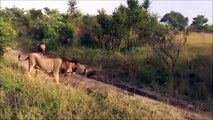 Dying Lion After The Battle  Wild Animal Fights