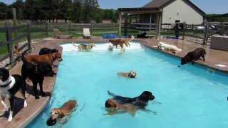 Lucky Puppy Memorial Day Weekend Kick-off with a Pool Pawty!