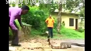 King Cobra Attacks - Real Fight [ National Geographic Wild ]