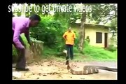 King Cobra Attacks - Real Fight [ National Geographic Wild ]