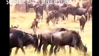 Leopard vs Wildebeest Real Fight [ National Geographic Wild ]