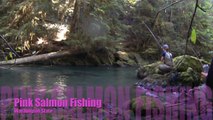 Pink Salmon Fishing: Washington State