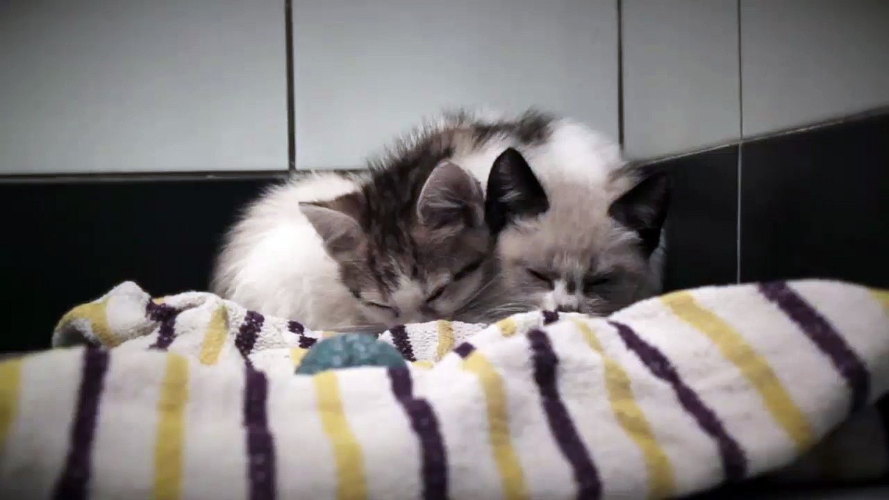Kittens