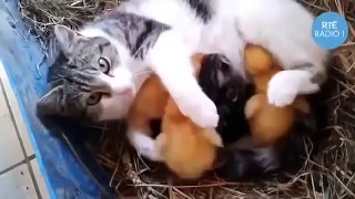 Cat Breastfeeds Ducklings in Ireland Funny Animal Videos