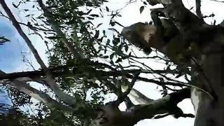 Howling Koala