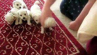 Month Old Bichon Puppies with Mommy