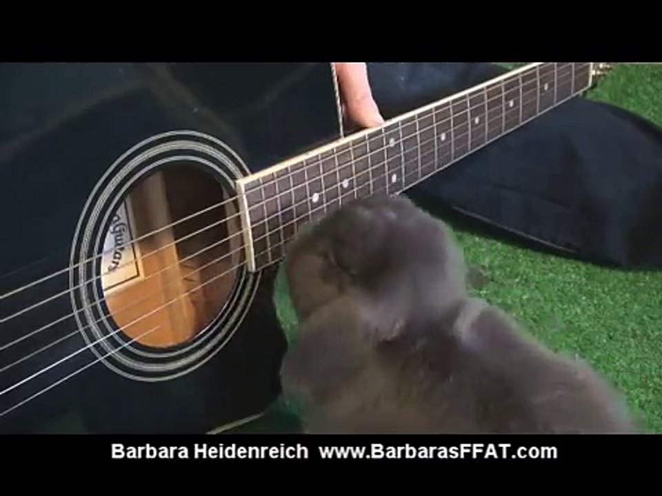Amazing Rabbit Plays Guitar