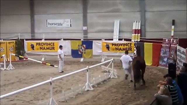 Narco-Z-@-Belgian-championship-loose-jumping-