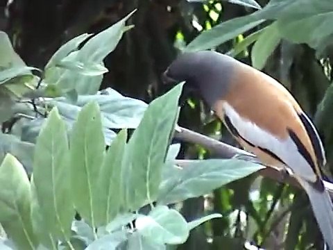Tree Pie (Rufous Treepie) Bird - singing/calling sound