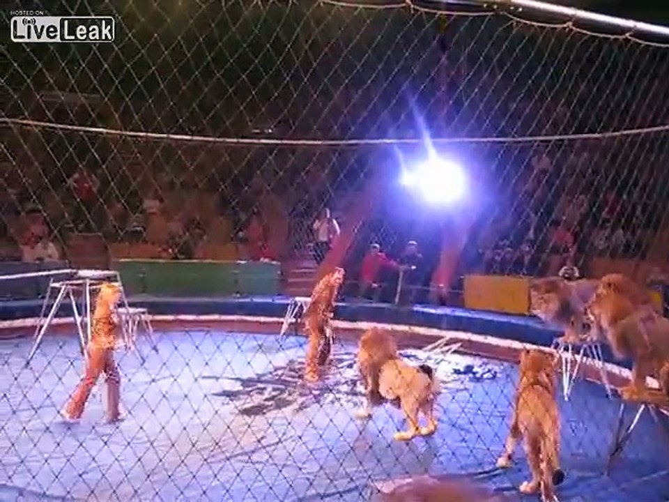 Worst Lions attack in the middle of the show