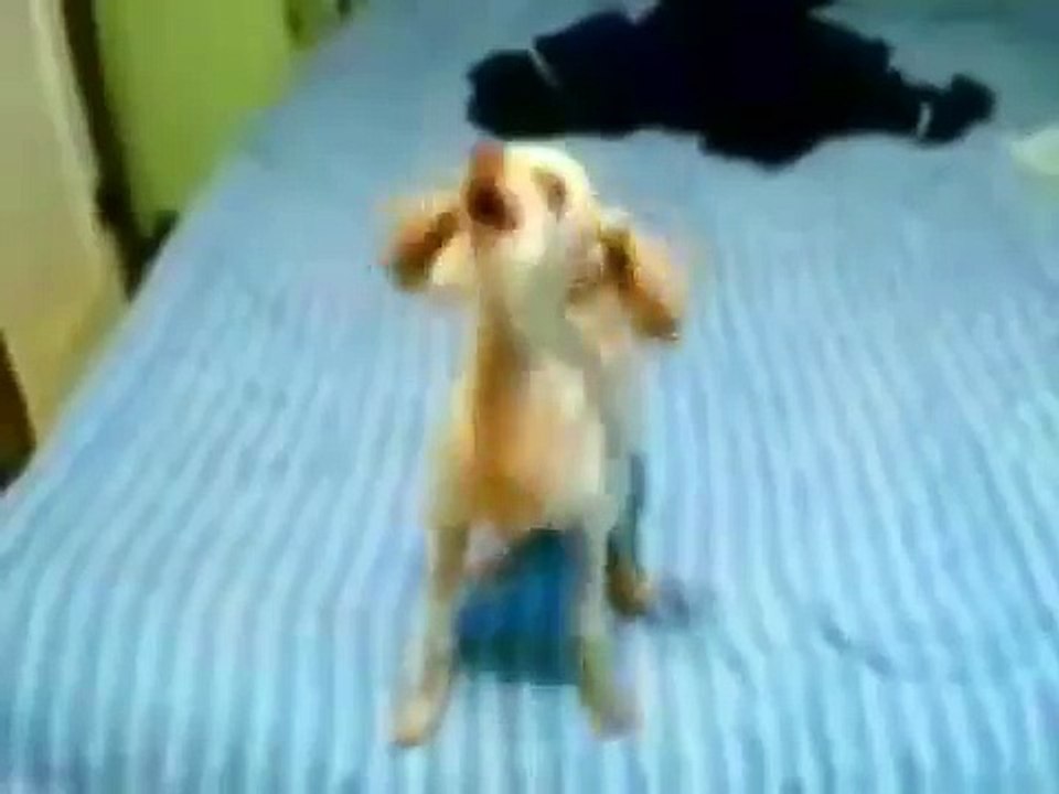 Crazy Dog With Rabies