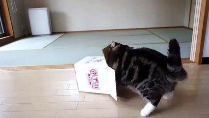 Милый толстый котик и маленькая коробочка