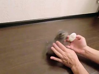 Котик пытается поужинать