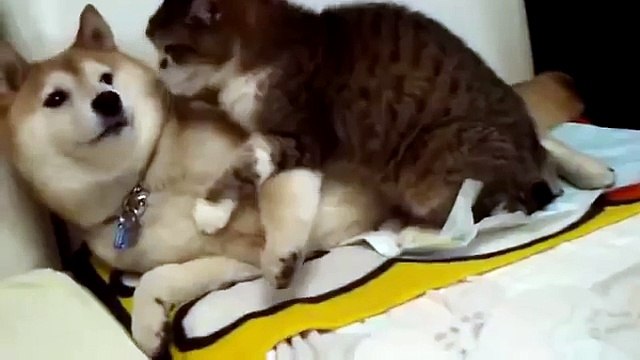 Кот и собака хаски СМЕШНО