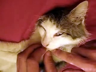 Прикол над спящим котом