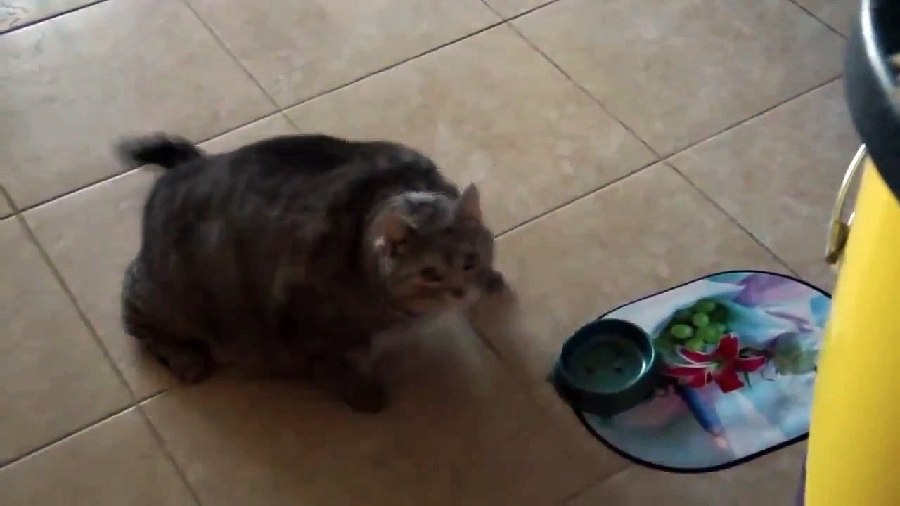 Толстый кот просит кушать