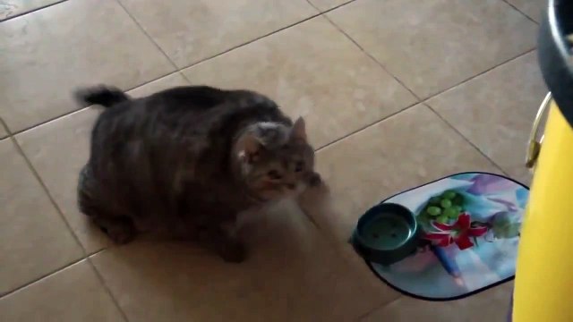 Толстый кот просит кушать